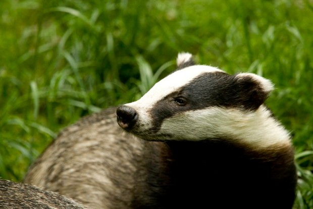 Badger Business: Badgers in Children’s Literature in the 20th&nbsp;Century